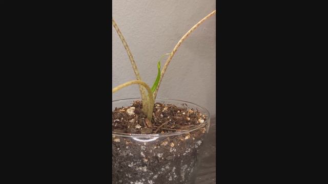 Alocaisa Stingray Time Lapse | Plant Time Lapse смотреть онлайн