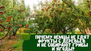 странные немцы...или почему немцы не собирают грибы, ягоду и фрукты...