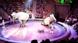 цирк Счастливый билет. Выступление слонов. 2022г. Екатеринбург.