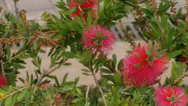 Meditation by Callicarpa, Callistemon, Calycanthus and Camelia Nadide Yiğitbaş смотреть онлайн