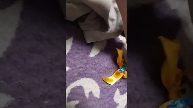 крипер в Красной шапочке но это дебилы смотреть онлайн