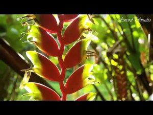 Рукият Магомедова