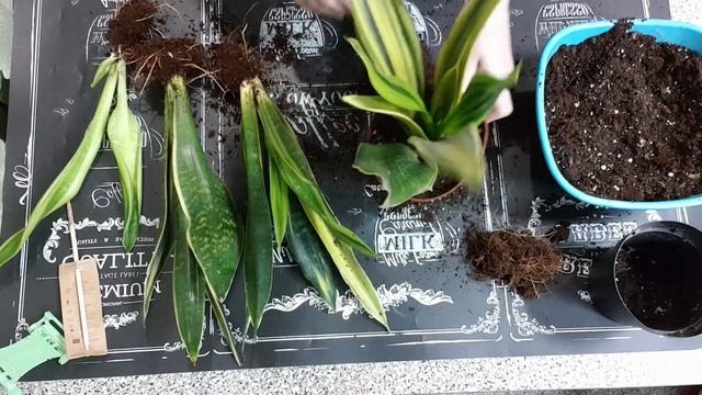 Моя Новиночка❤Красотка Сансевиерия Golden Flame?(Был один горшок - стало четыре)?? смотреть онлайн