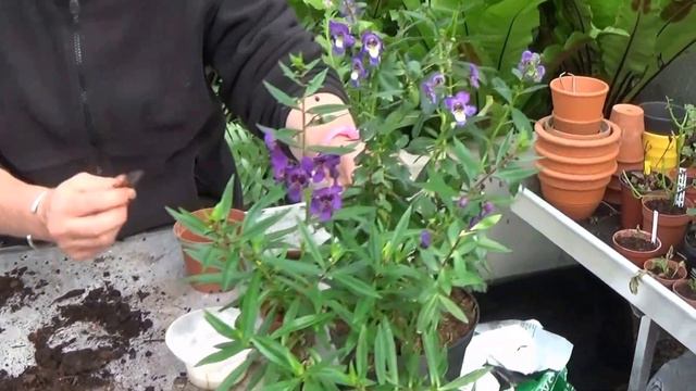 Tuto Jardinage: angelonia angustifolia: Comment faire une Bouture: Plantes vivaces méditerranéenne смотреть онлайн
