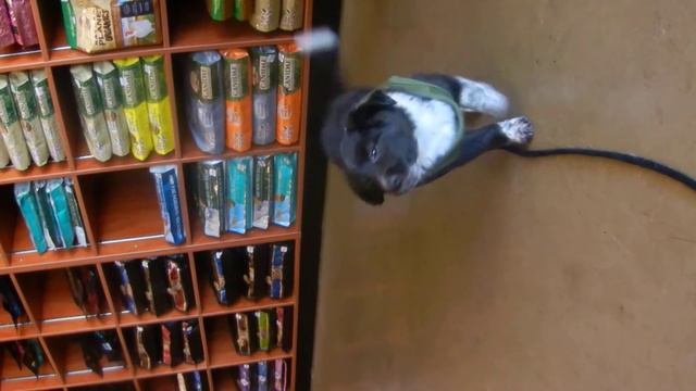 Rat Terrier Puppies Available For Adoption At Kriser's, Newport Beach