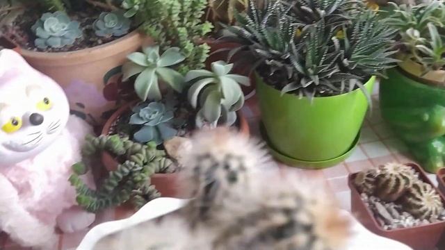 Кактусы...Echinocereus(ы) в моей коллекции...Обзор от 29 ноября...