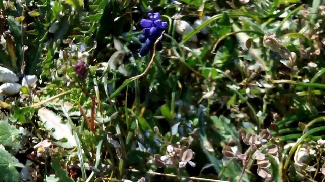 Жужжала — муха из юрского периода смотреть онлайн