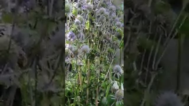 Как собирать травы 1 смотреть онлайн