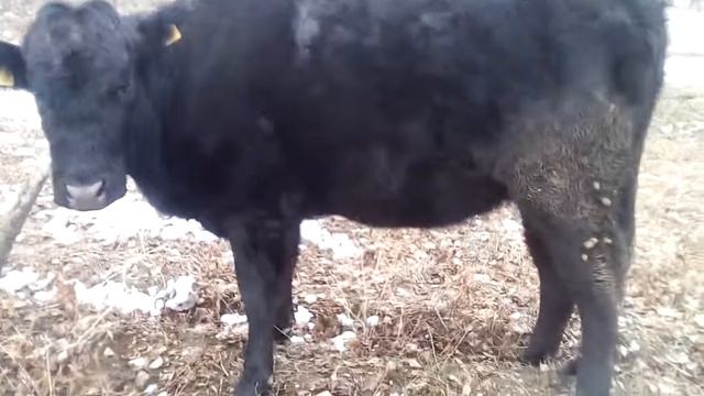 Абердин ангус "чёрный аберин" смотреть онлайн