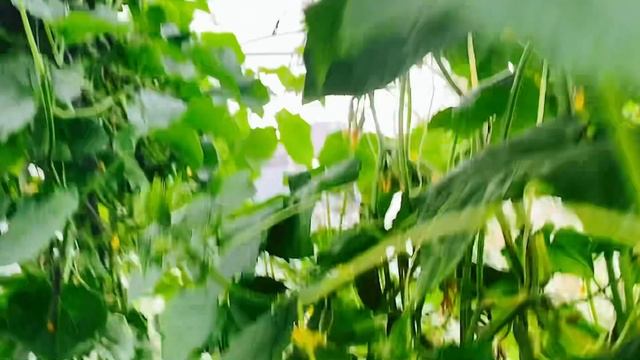 Бомбический перец - покоряет с первого взгляда !Урожай 2023 !Обзор теплицы с овощами.урожай2023