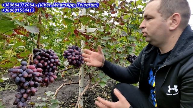 Сорт, що сподобався найбільше у сезоні 2022 р. Емір смотреть онлайн
