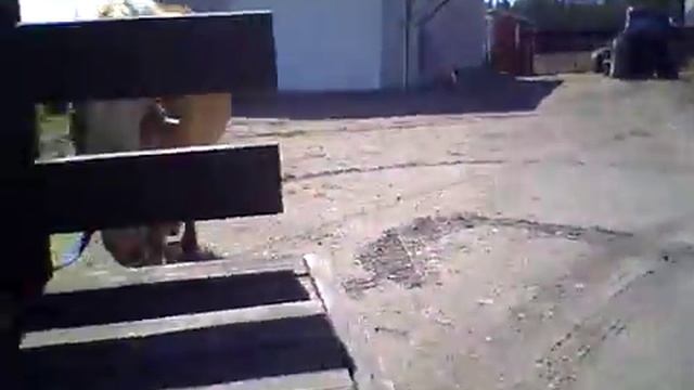 Life on the farm with Haflinger horses смотреть онлайн