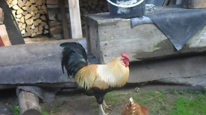 Петух зовёт и топчет курицу