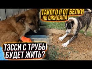 Белка ОБРАДОВАЛАСЬдумала я ее забираю Предложила Тэсси с трубы еды Бельчик переезжает в котидом.