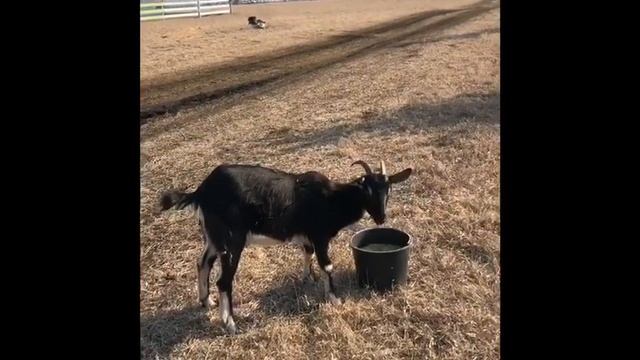 Счастливый конец сказки про Пашу и козленочка. смотреть онлайн