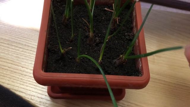 Зефирантес