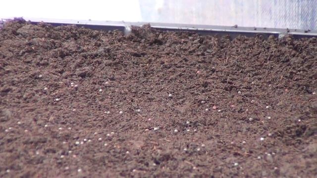 How to Sow Pak Choi Seeds смотреть онлайн