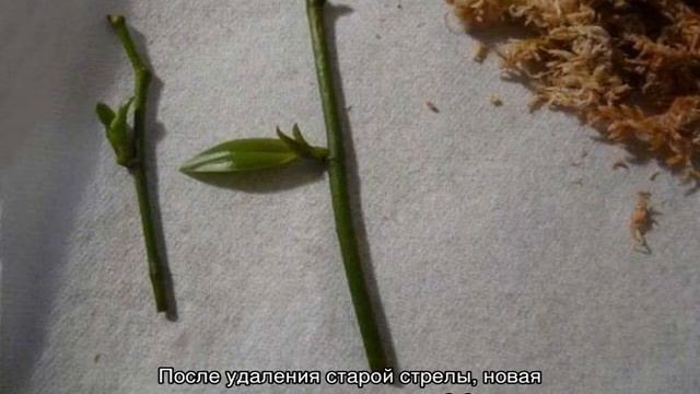 Орхидея отцвела что делать со стрелкой: варианты ухода и обрезки смотреть онлайн