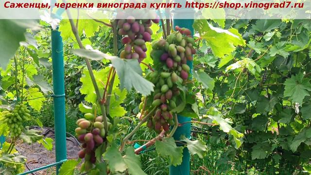 Парад окрашивания ультраранних ГФ винограда 2 июля 2024 года. ГФ винограда Вернисаж. смотреть онлайн