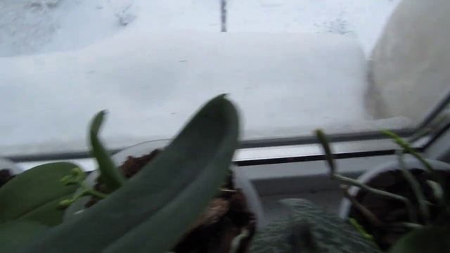 орхидеи 05012019