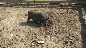 Бактерии для подстилки. Опыт практика