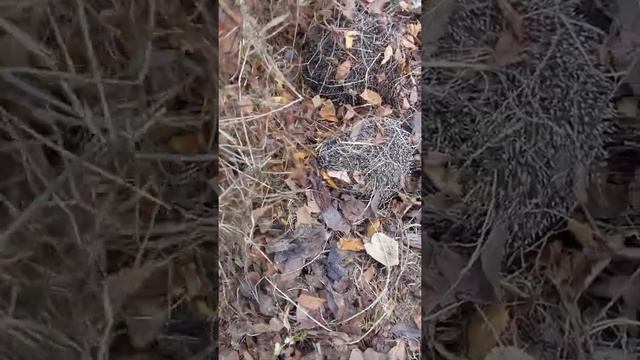 3 КОЛЮЧИХ ЗИМНИХ КЛУБА смотреть онлайн