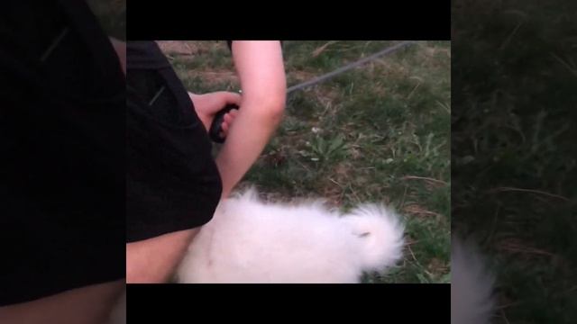 Самые красивые и милые собачки в мире это Самоедики ❤️?? смотреть онлайн