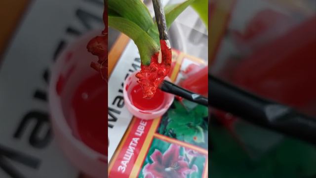 Пытаюсь нарастить корни Орхидеи, часть 4 смотреть онлайн