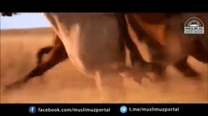 Пайгамбаримиз (с.а.в) нинг Мужизалари 7-Мужиза ﷽𝒜𝓁𝒽𝒶𝓂𝒹𝓊𝓁𝒾𝓁𝓁𝒶𝒽﷽