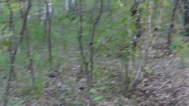 х.Верхние Грачики, Уляшкинского с,п.,Каменского р-на, Ростовской области_березы,грибы,вечер,май 2024 смотреть онлайн