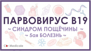 Парвовирус - симптомы, диагностика, лечение