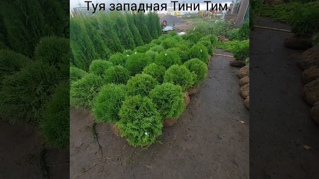 Туя западная Тини Тим. смотреть онлайн