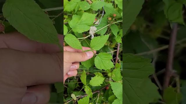 Identifying Black Raspberries смотреть онлайн