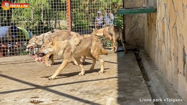 Какие они уже большие - волки - волки! Тайган. Wolves life in Taigan. смотреть онлайн