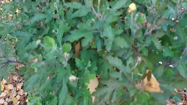 АСПИРИН роза , , НОСТАЛЬЖИ от Полины Козловой . смотреть онлайн