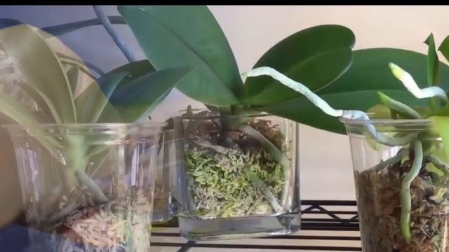 4 способа размножения Орхидеи в домашних условиях!