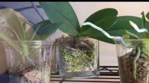 4 способа размножения Орхидеи в домашних условиях!