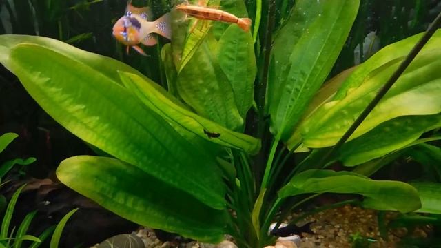 Бюджетное УДО.Свет.Фильтр.Обзор 140 литров. смотреть онлайн