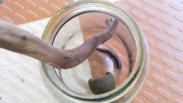 Java Moss|Aquarium|Propagation aquarium plants|How to grow/attach moss on driftwood|No glue смотреть онлайн