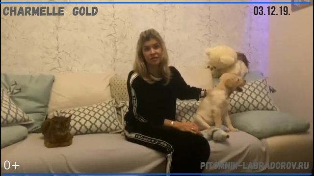 В нашей семье появился пушистый малыш. Шармель голд. смотреть онлайн