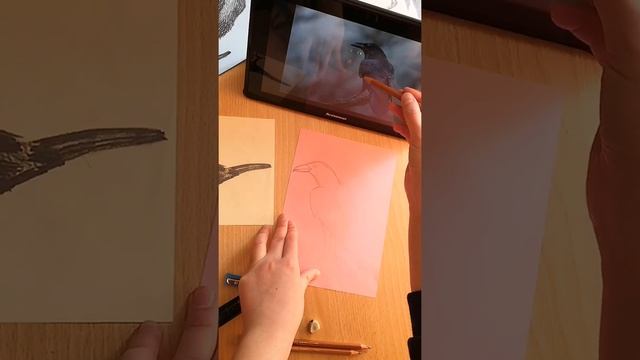 Зарисовки птиц. Ворон (урок 5) смотреть онлайн