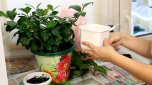 Гардения жасминовидная. Размножение. [Надежда и Мир]