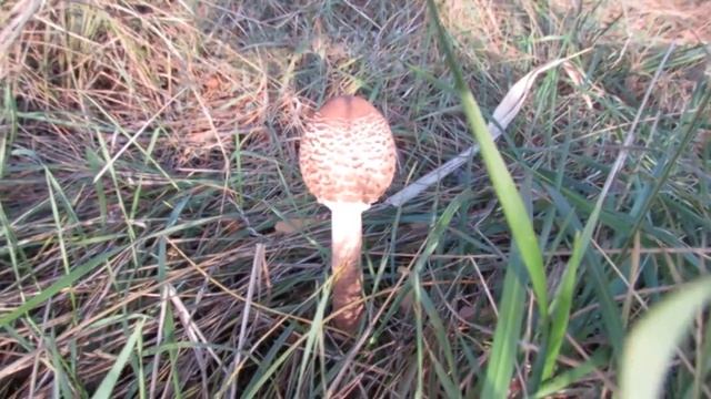 Гриб - зонтик смотреть онлайн