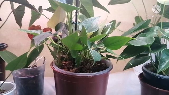 Антуриум. Как спасти, если залив. Залив, его последствия и как помочь комнатному растению. Уход. смотреть онлайн