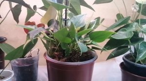 Антуриум. Как спасти, если залив. Залив, его последствия и как помочь комнатному растению. Уход.