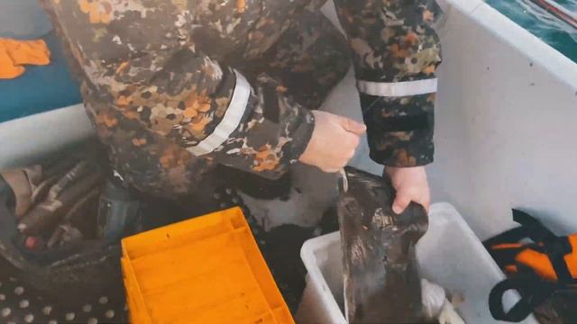 ПЕРВЫЙ ПАЛТУС СЕЗОНА! ВЕЗЕТ ТОМУ, КТО ВЕЗЕТ! МОРСКАЯ РЫБАЛКА В БАРЕНЦЕВОМ МОРЕ. ЛОВЛЯ ПАЛТУСА.