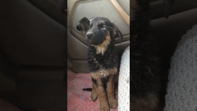 Щенок заболел не кушает понос и рвота смотреть онлайн