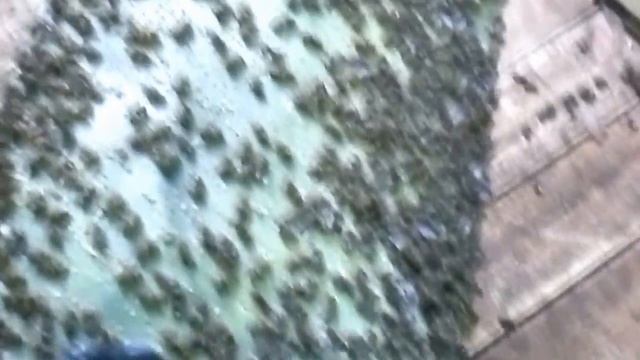 Сохранить пчел зимой. смотреть онлайн