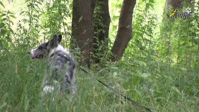 Управляемая городская собака, Команда Сри, бордер-колли воспитание и дрессировка смотреть онлайн