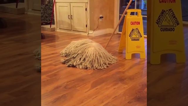 Lustige Tiere Videos